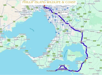 phillip island wildlife u0026 coast