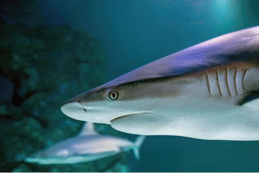 sea life melbourne sea life melbourne