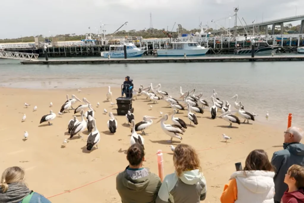 melbourne phillip island holidays melbourne phillip island holidays