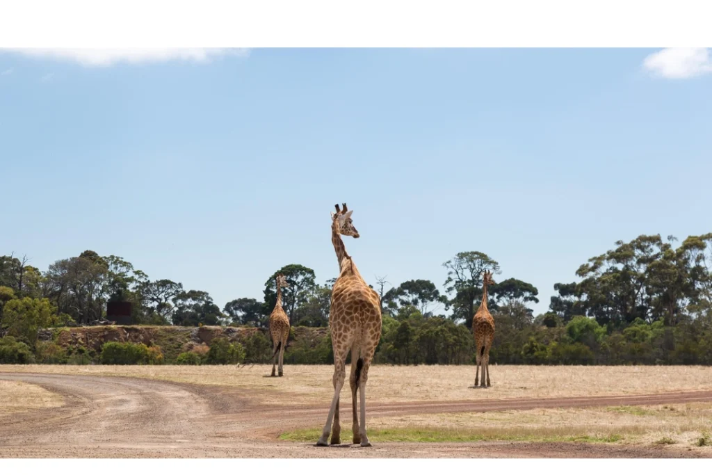 melbourne zoo melbourne zoo